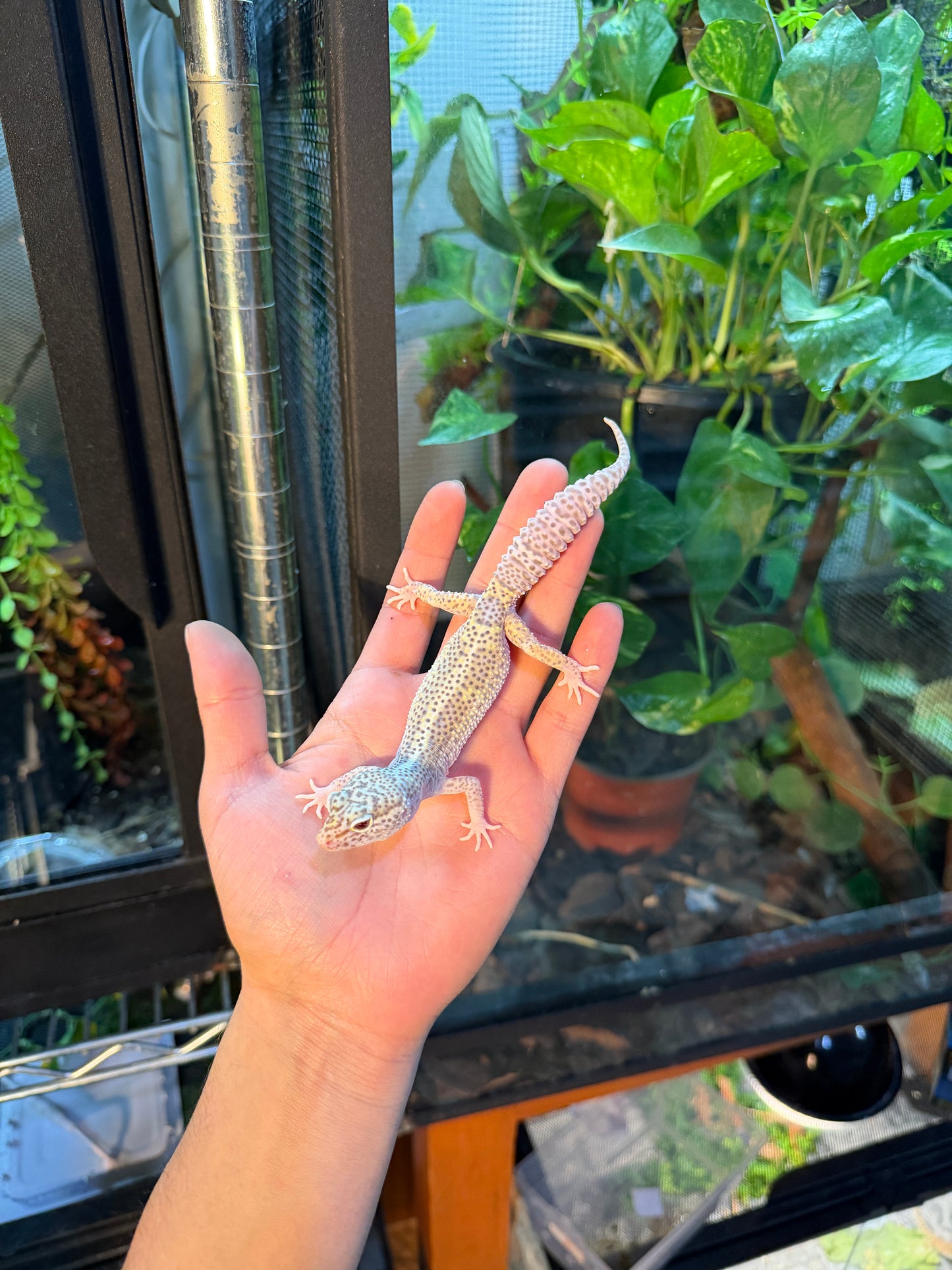 GECKO LEOPARDO MACK SNOW RADAR HET WK 096