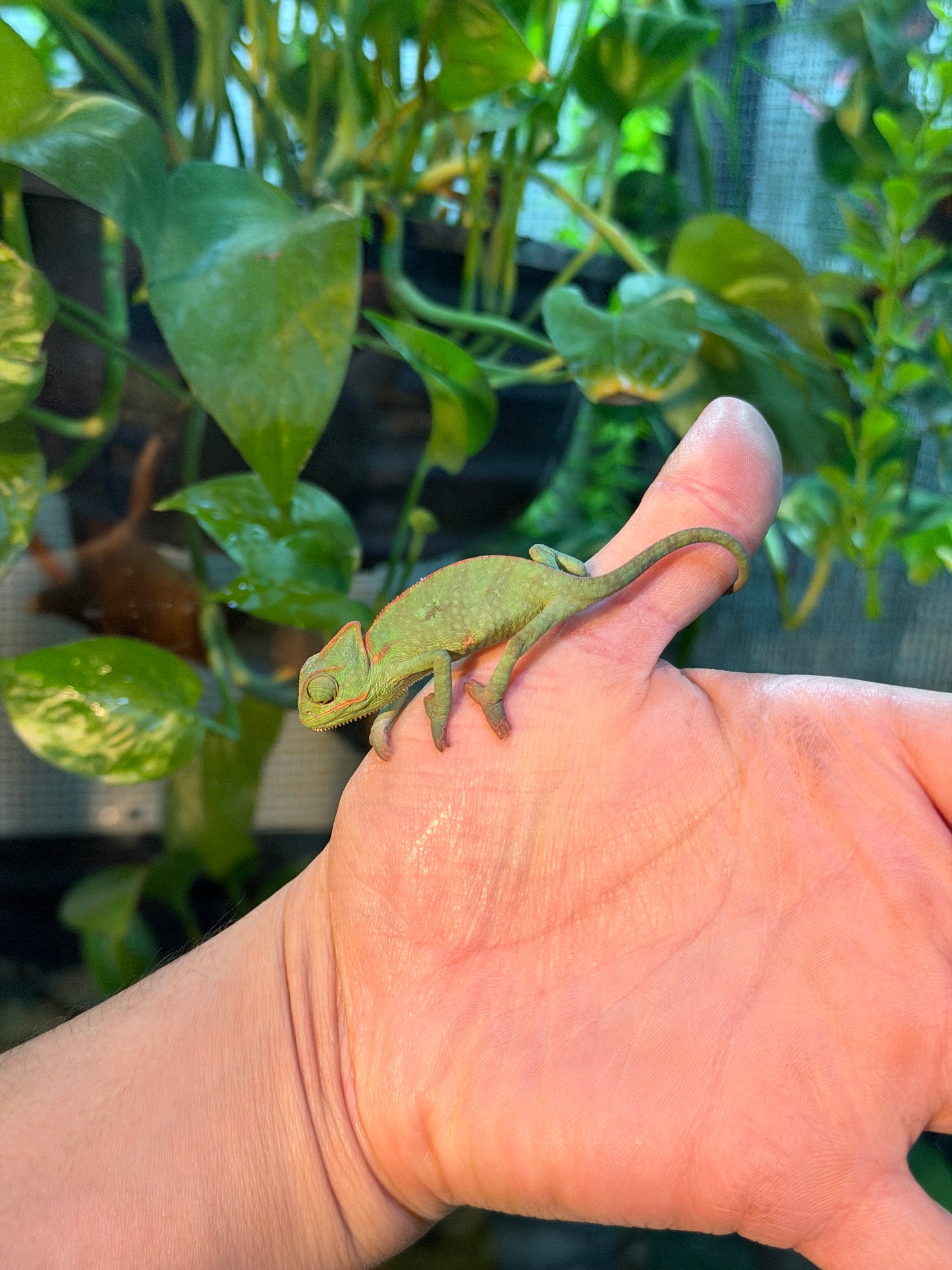 CAMALEONES DE VELO CRÍAS CON APROVECHAMIENTO EMITIDO POR SEMARNAT