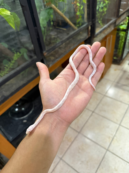 SERPIENTE MAICERA SUPER SNOW