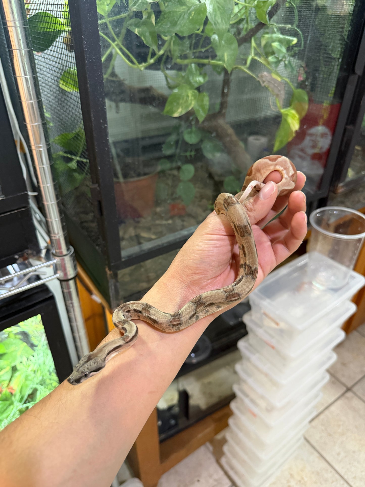 BOA COLOMBIANA Hypo poss
Super Hypo Het Anery 50%
Het Albino Khal Macho