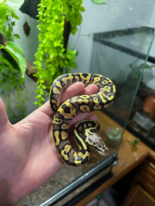 PASTEL YB HET CLOWN HEMBRA 74