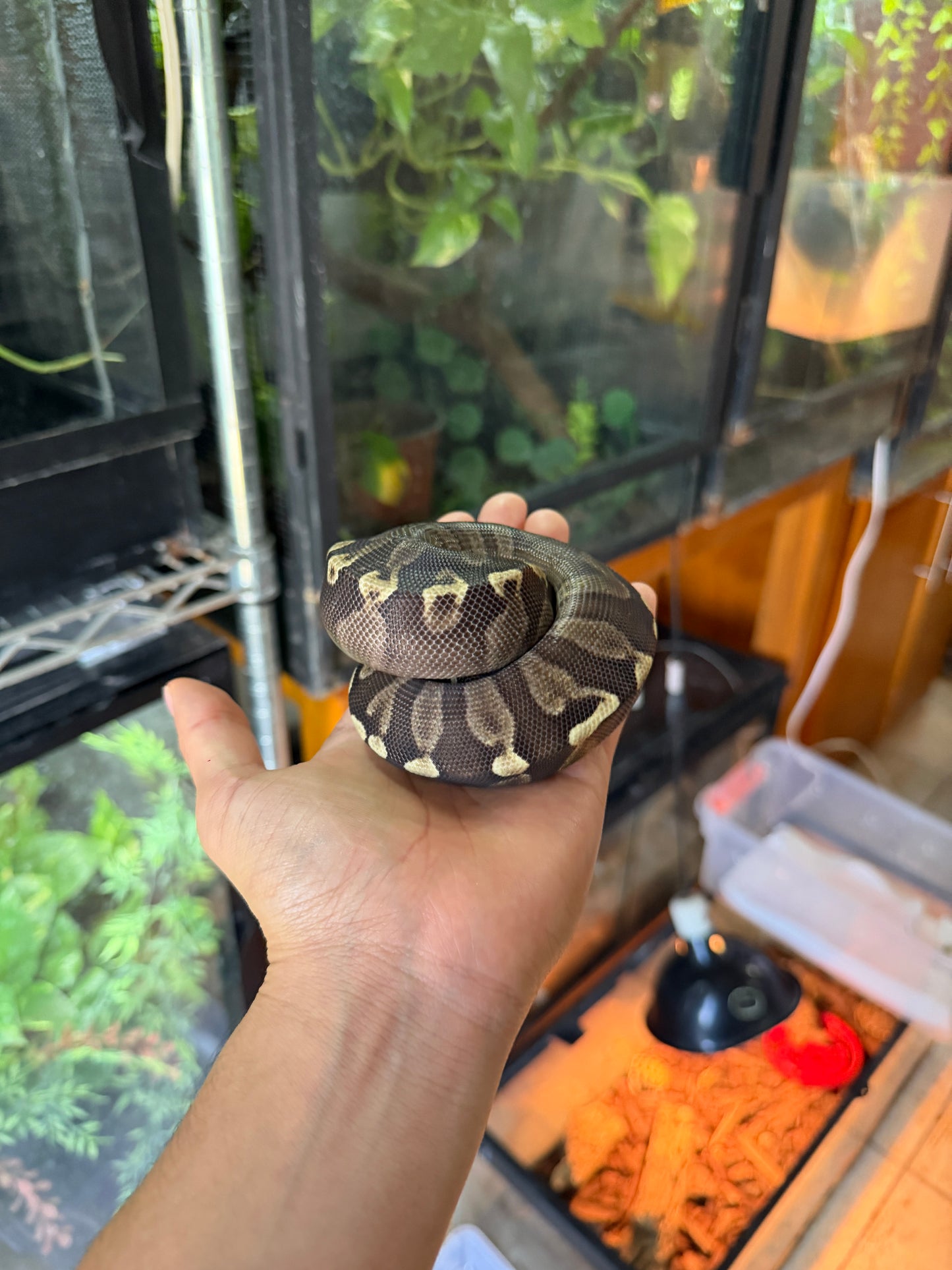 PITÓN BOLA MOJAVE GHI HEMBRA (CON MICROCHIP)