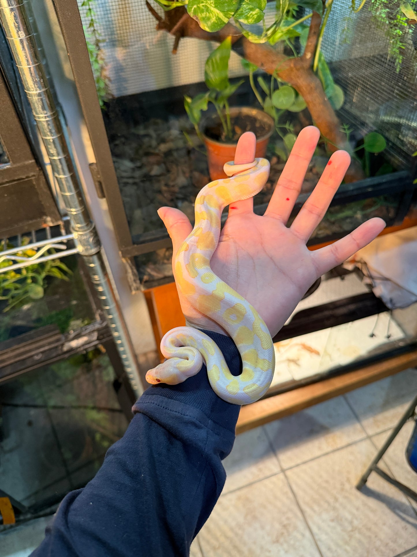 LAVENDER ORANGE DREAM MACHO