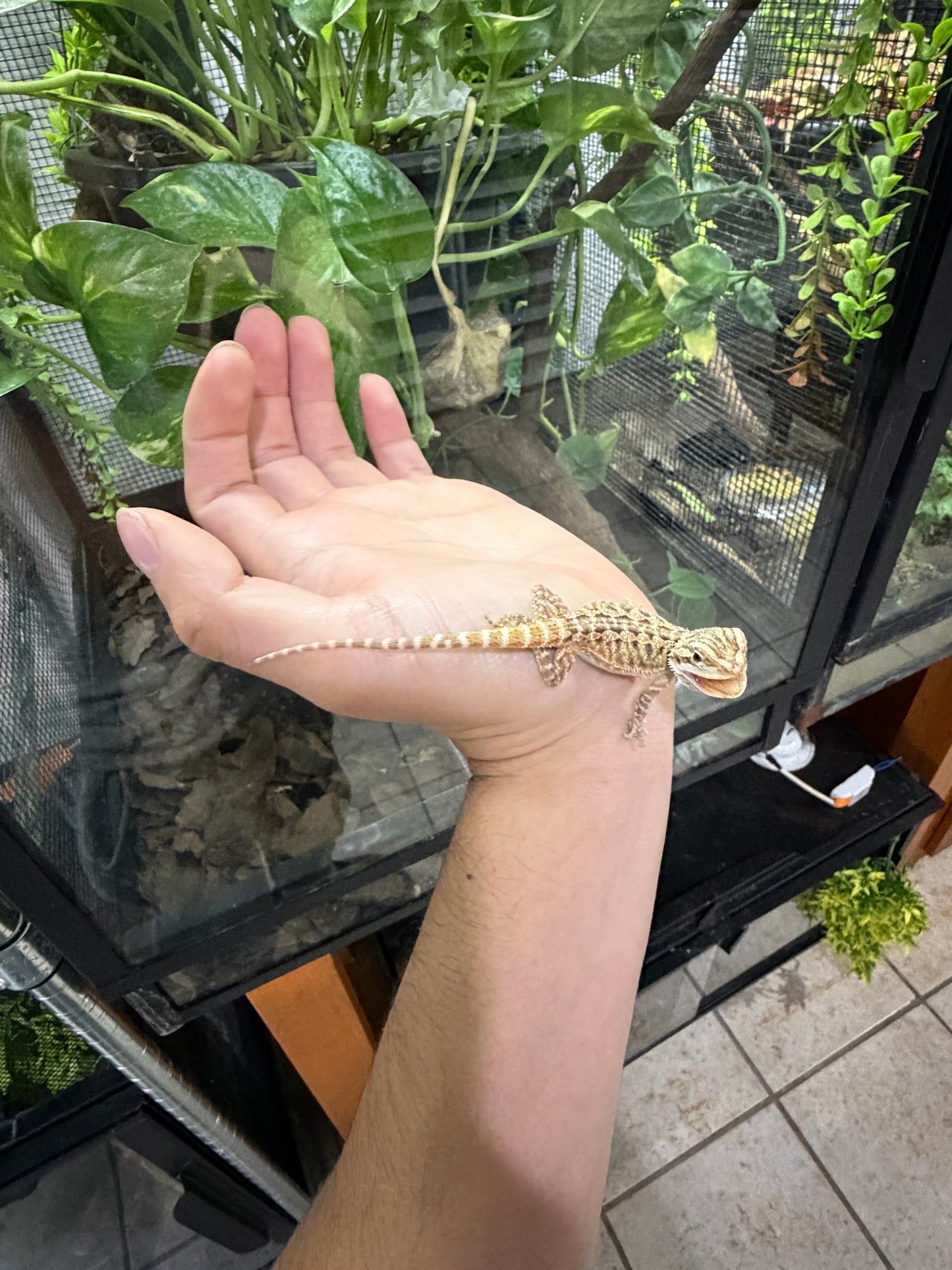 DRAGÓN BARBUDO NOMINAL CRIA 1