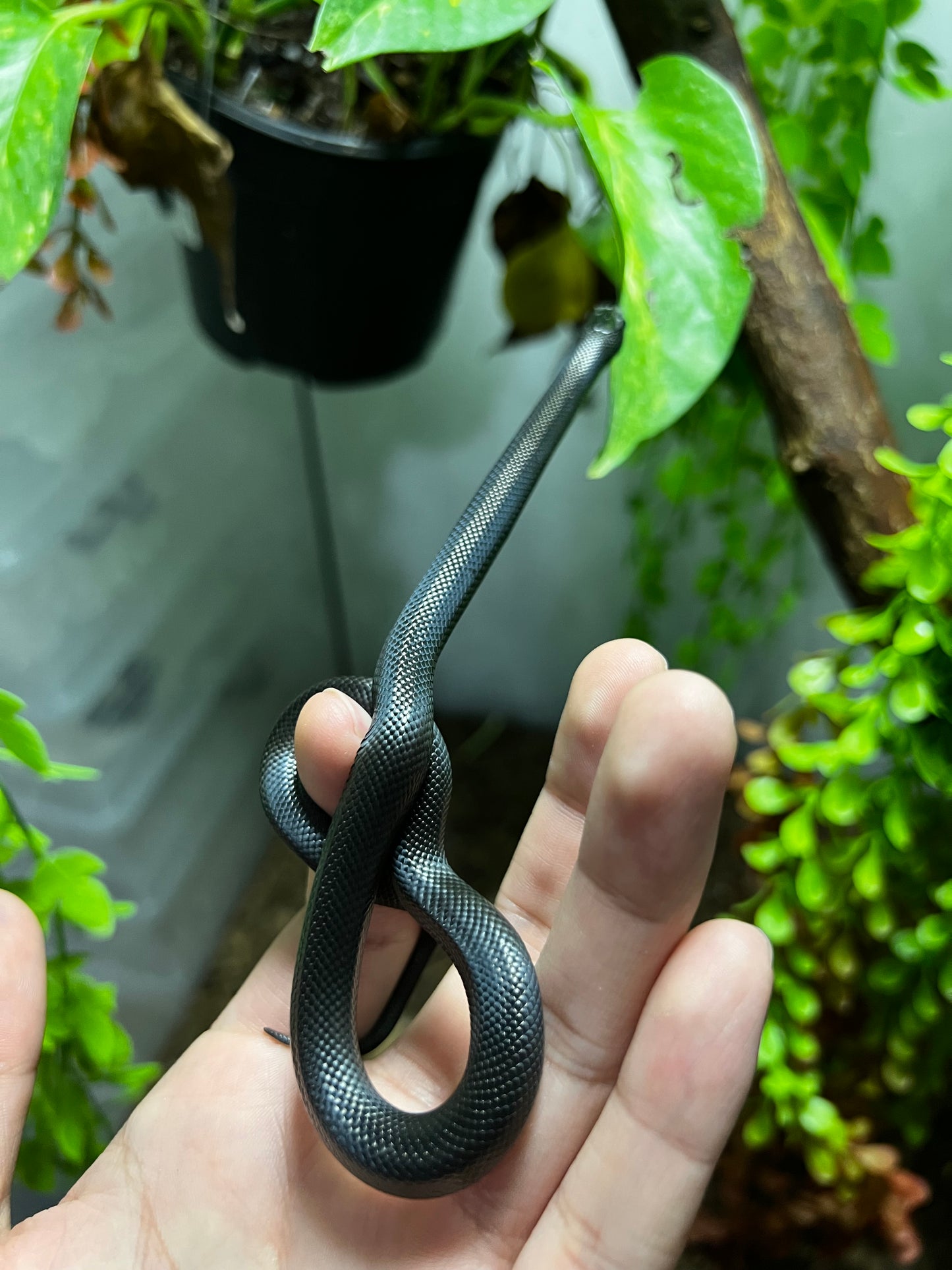 REY NEGRA MEXICANA HEMBRA 82