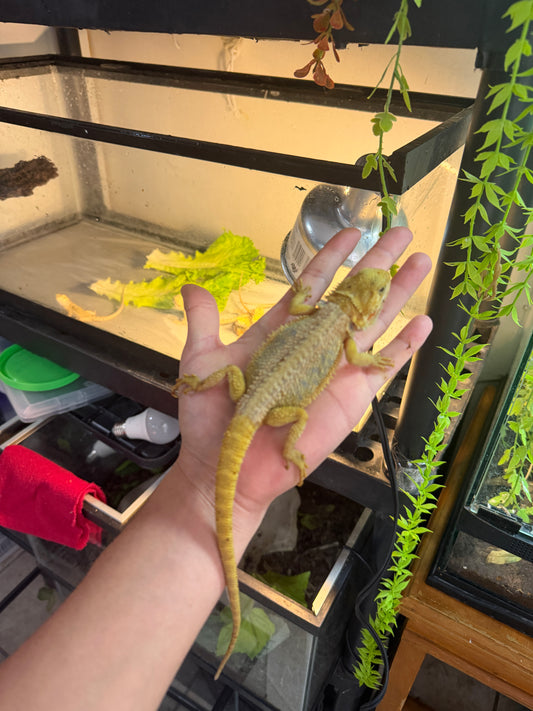 DRAGÓN BARBUDO HYPO CITRUS TRANSLUCENT