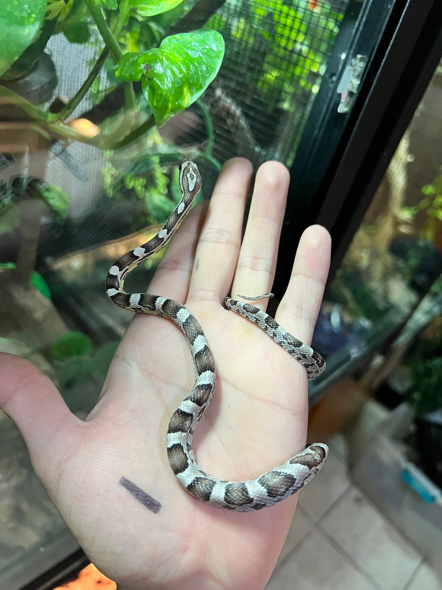 SERPIENTE MAICERA ANERY