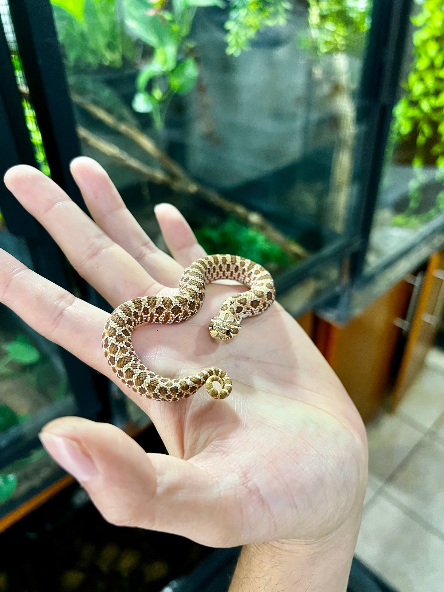 RED HOGNOSE POSS MACHO