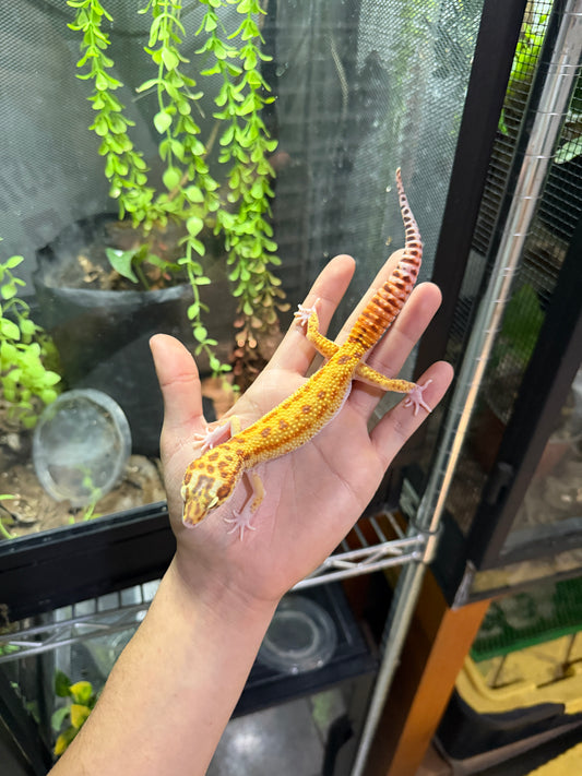 GECKO LEOPARDO Raptor (Ruby Eye) macho 1