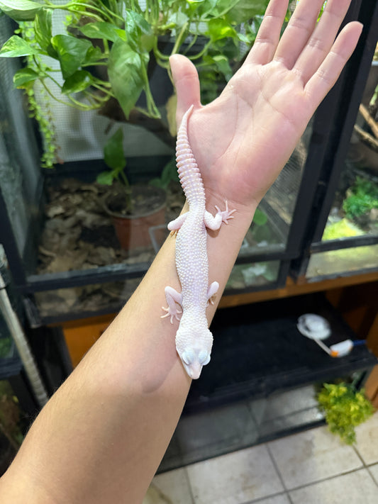 Gecko leopardo W&Y super snow tremper het eclipse macho 3