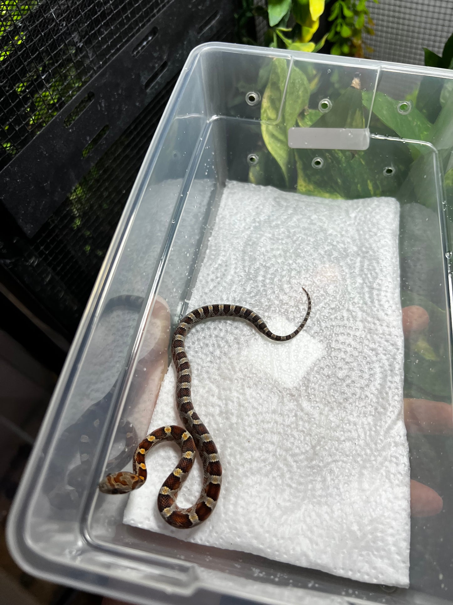 SERPIENTE MAICERA NOMINAL MACHO 29