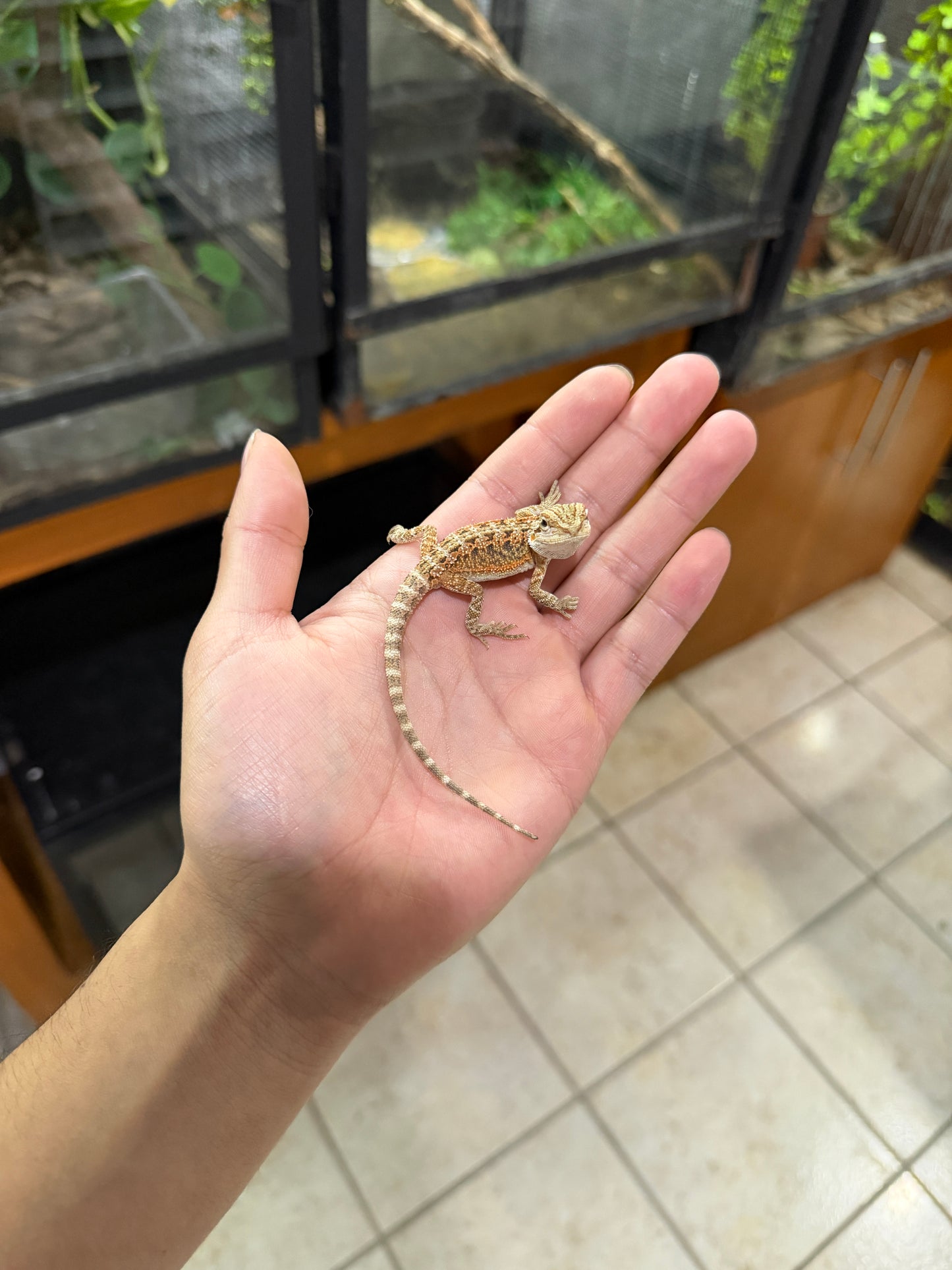 DRAGÓN BARBUDO HYPO CRIA 5