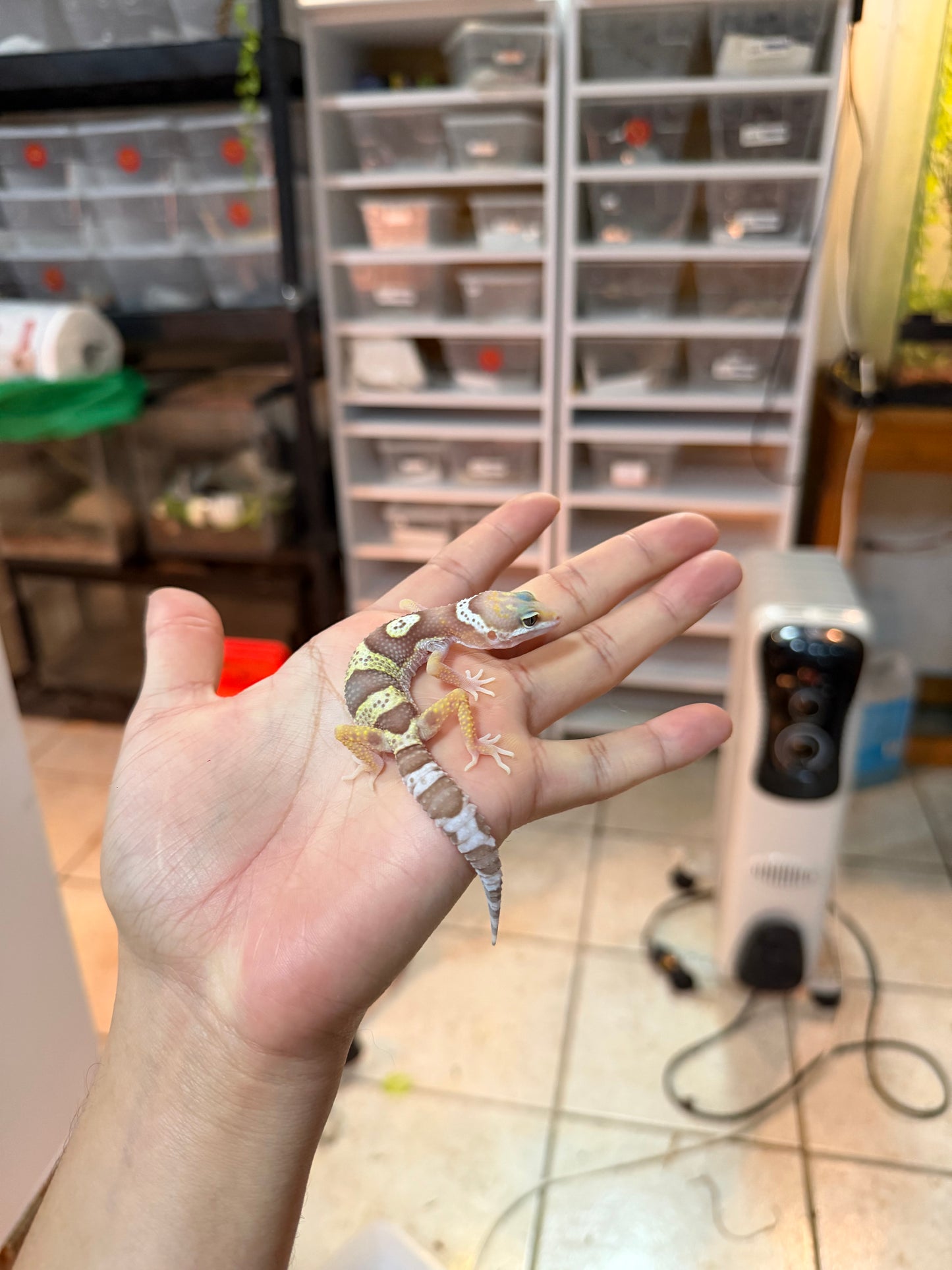 GECKO LEOPARDO MACK SNOW RAINWATER 053