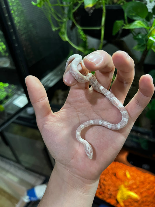 SERPIENTE MAICERA SNOW HEMBRA  41