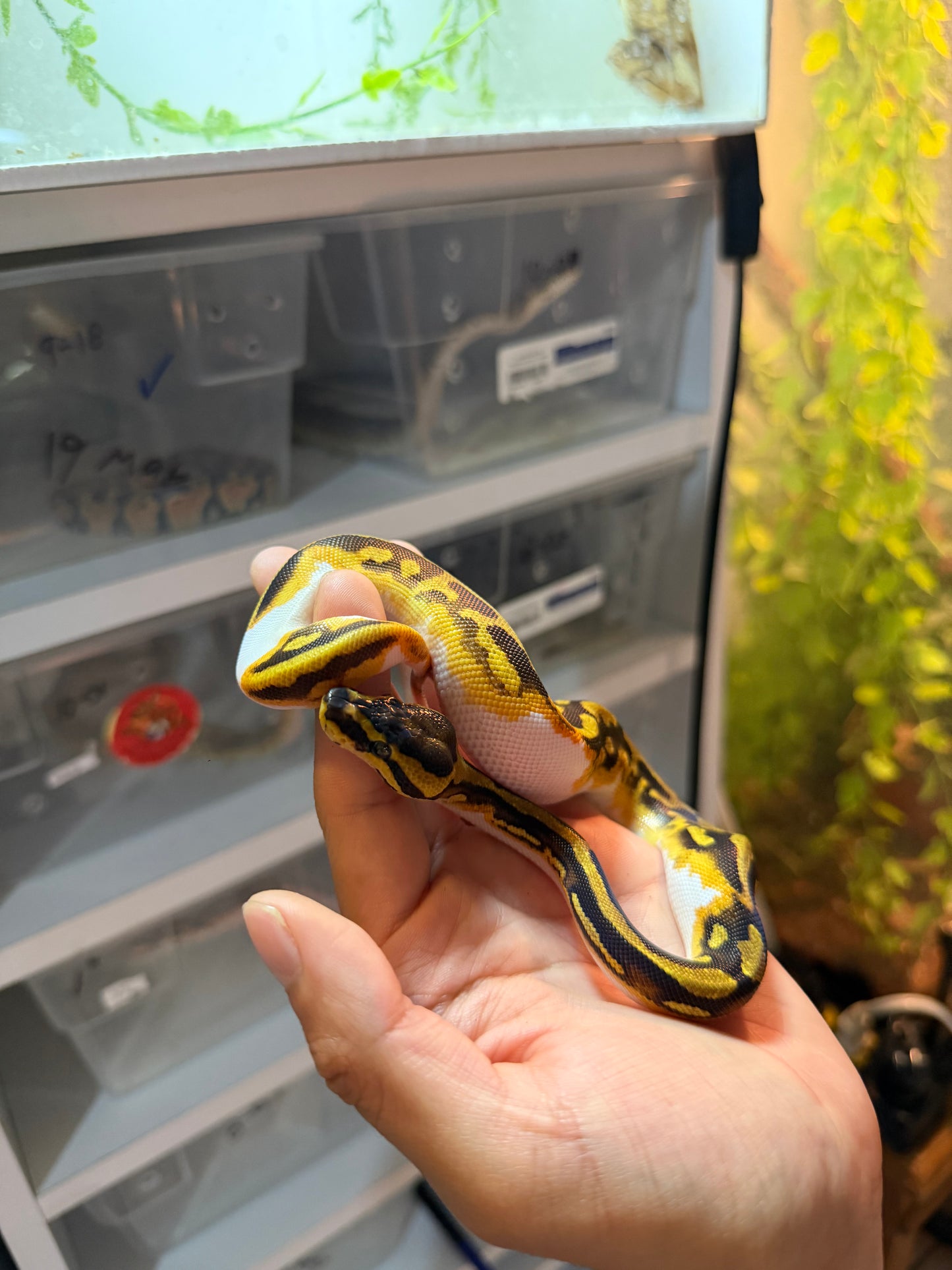 PITÓN BOLA ENCHI YELLOW BELLY PIED MACHO 12-01