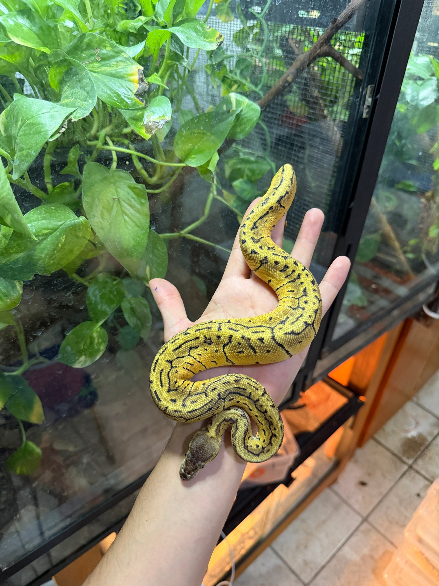 PITÓN BOLA LEMONBLAST HET AXANTHIC VPI MACHO 12