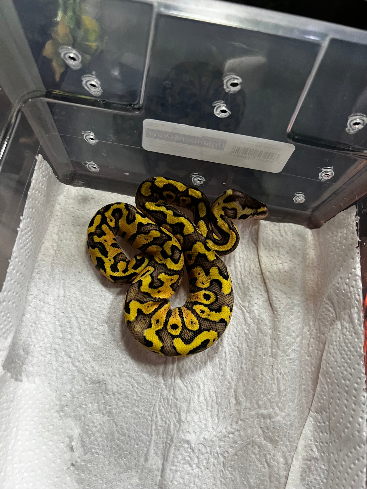 SÚPER PASTEL HET CLOWN 35