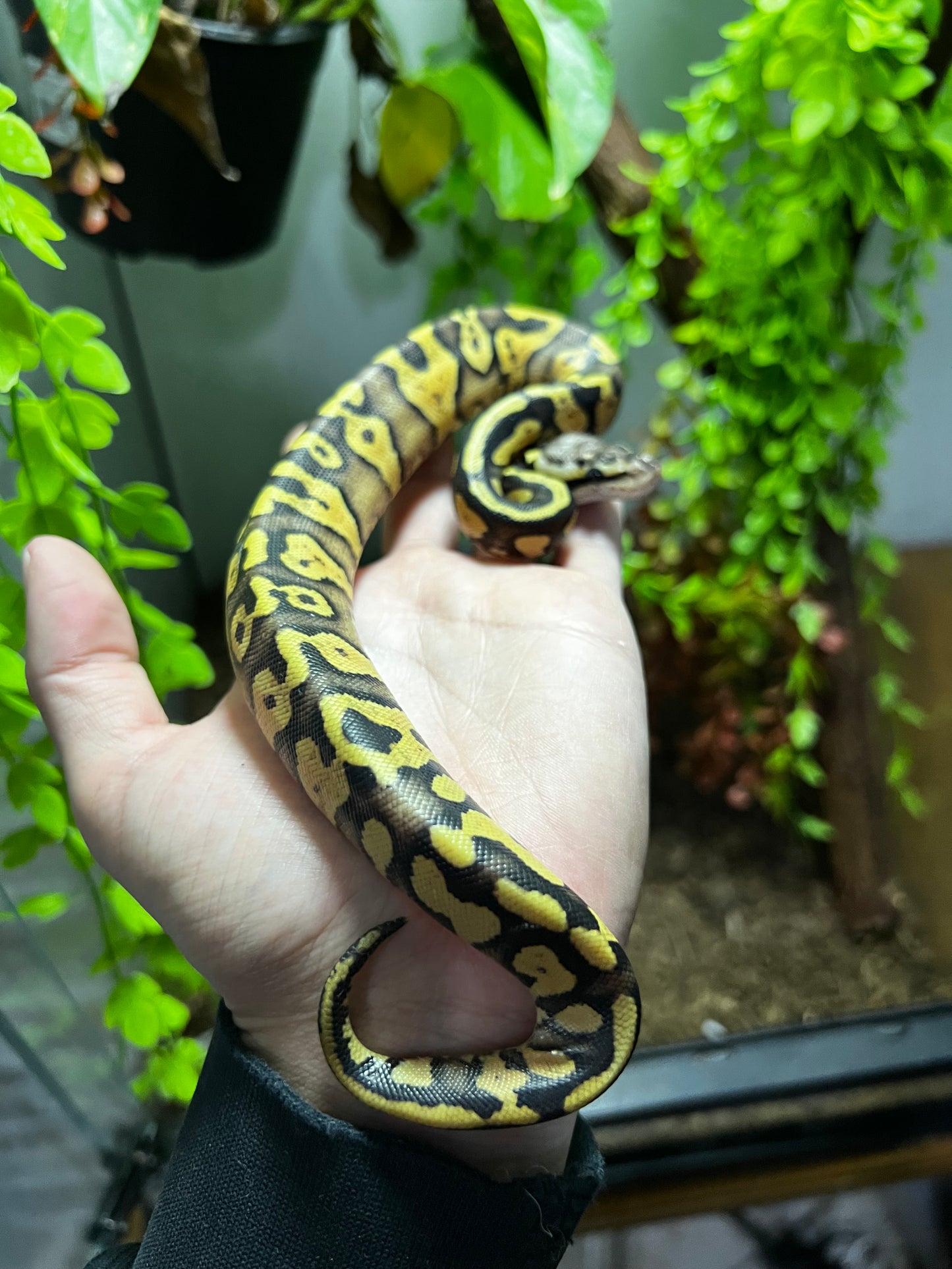 PASTEL YB HET CLOWN HEMBRA 74