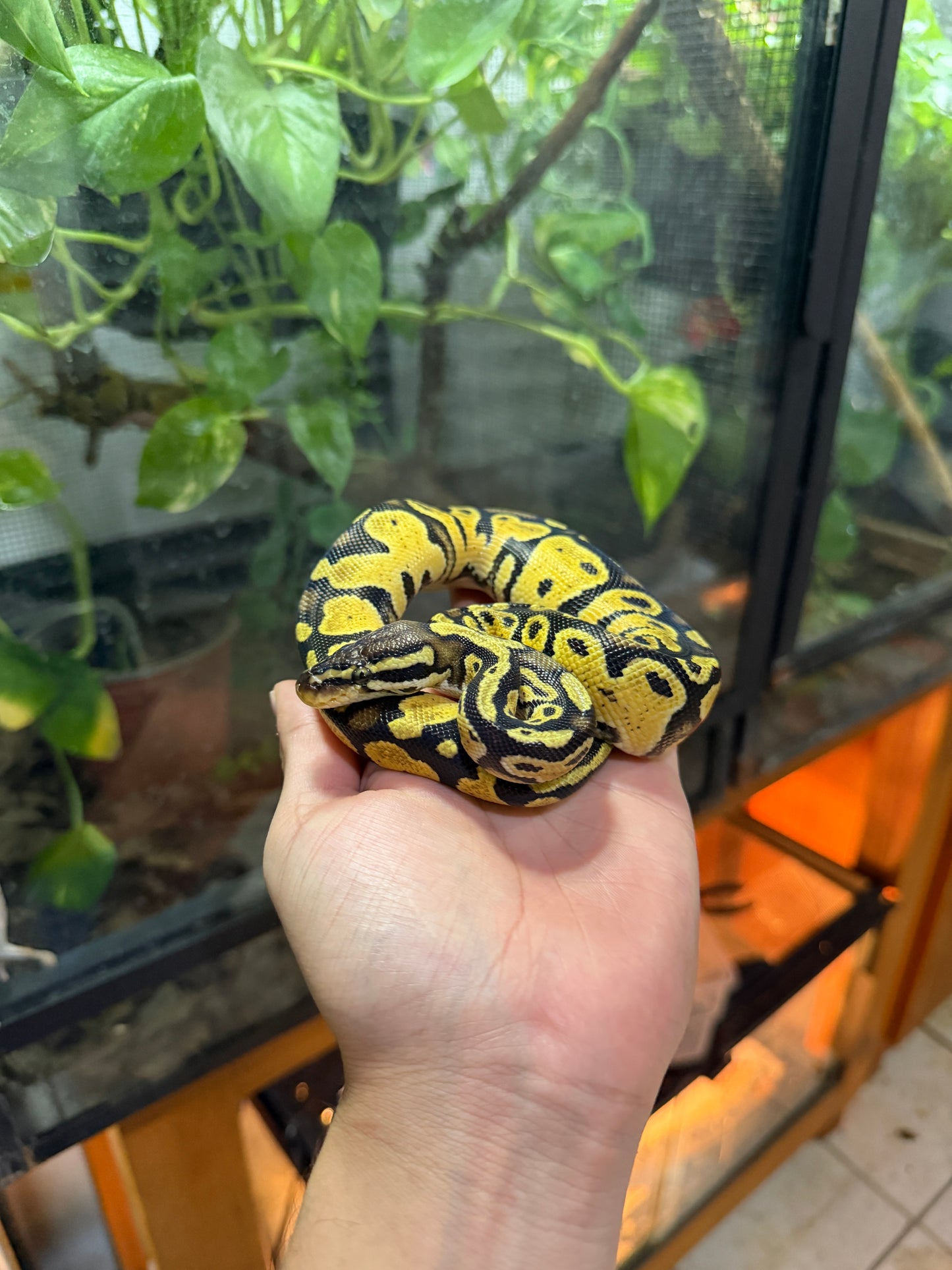 PITÓN BOLA PASTEL HET AXANTHIC VPI MACHO 2