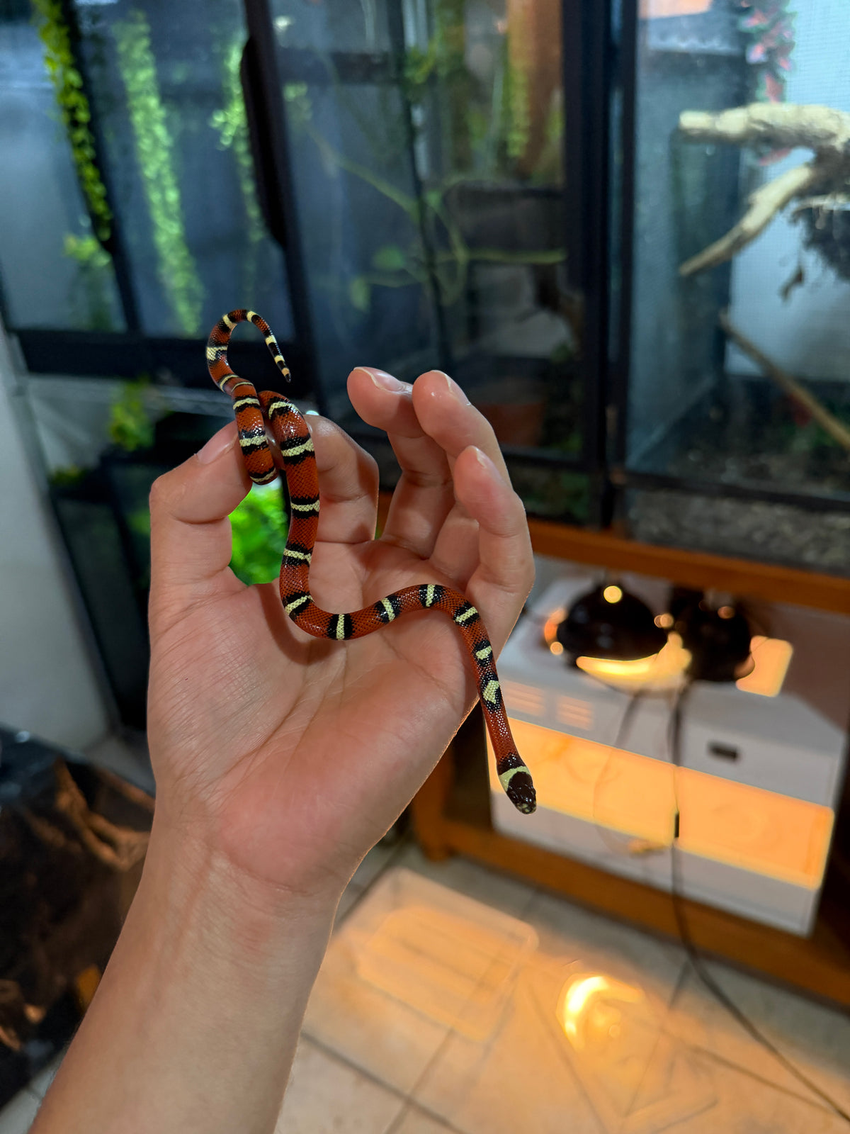 FALSA CORAL NELSON X HONDURAS HEMBRA