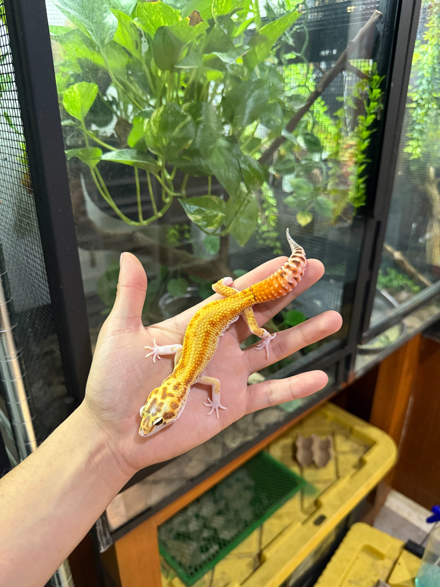 GECKO LEOPARDO Raptor (Ruby Eye) macho 2