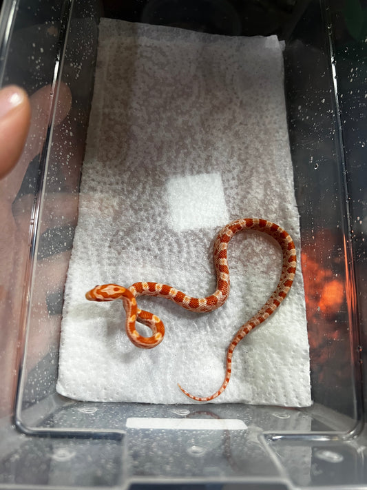 SERPIENTE MAICERA AMEL MACHO 31