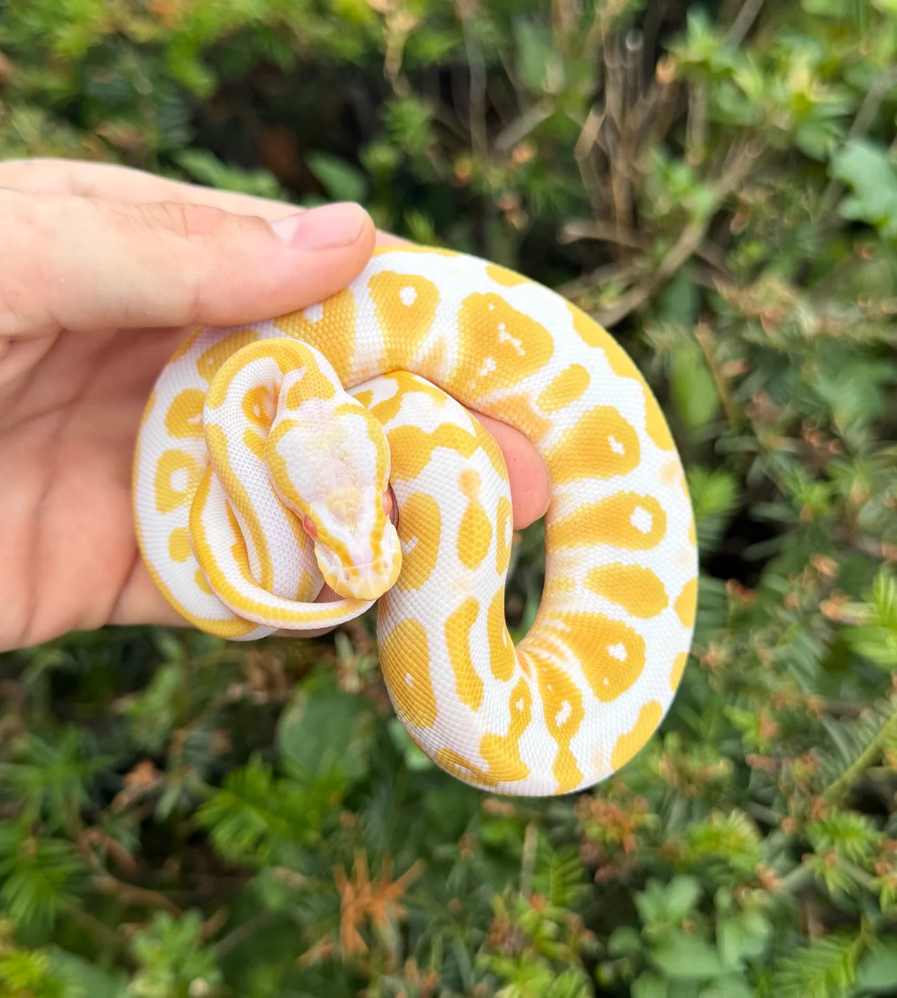 PITÓN BOLA ALBINA HEMBRA HET PIED