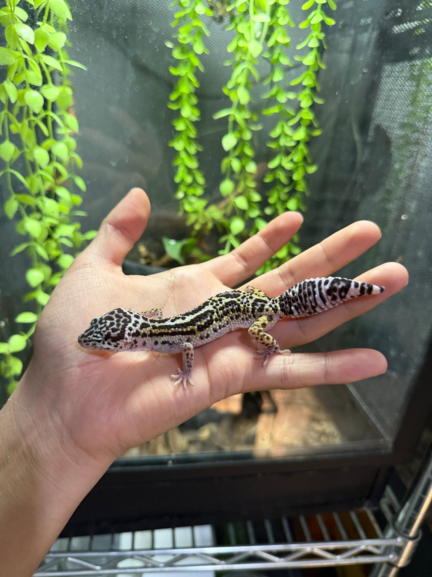 GECKO LEOPARDO MACK SNOW JUNGLE HEMBRA 6317