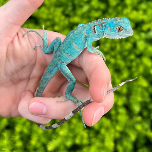 IGUANA AZUL 2026