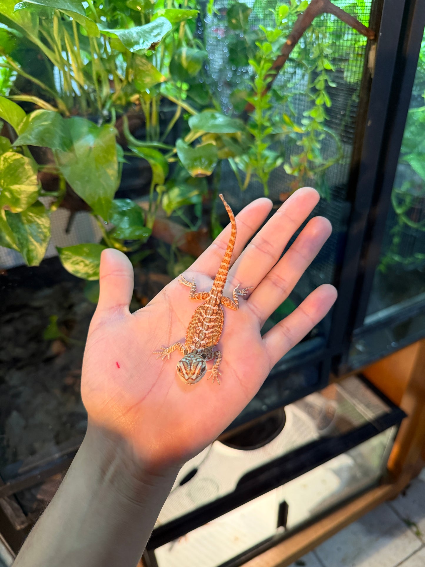 DRAGÓN BARBUDO ROJIZO LEATHERBACK 13 (PUNTA DE COLA MORDIDA, LE VOLVERÁ A CRECER)