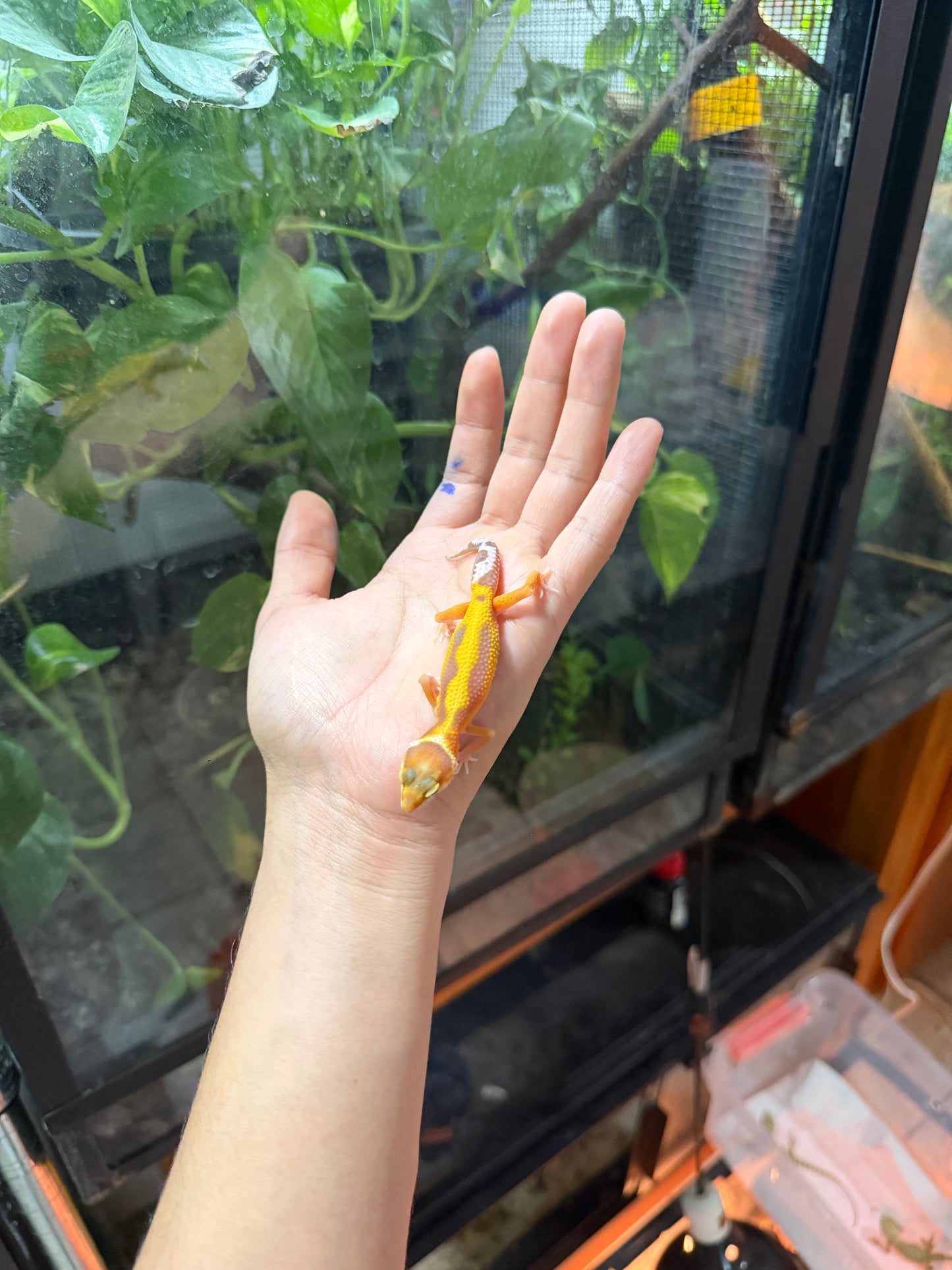GECKO LEOPARDO TANGERINE ALBINO TREMPER REVERSE STRIPE 67