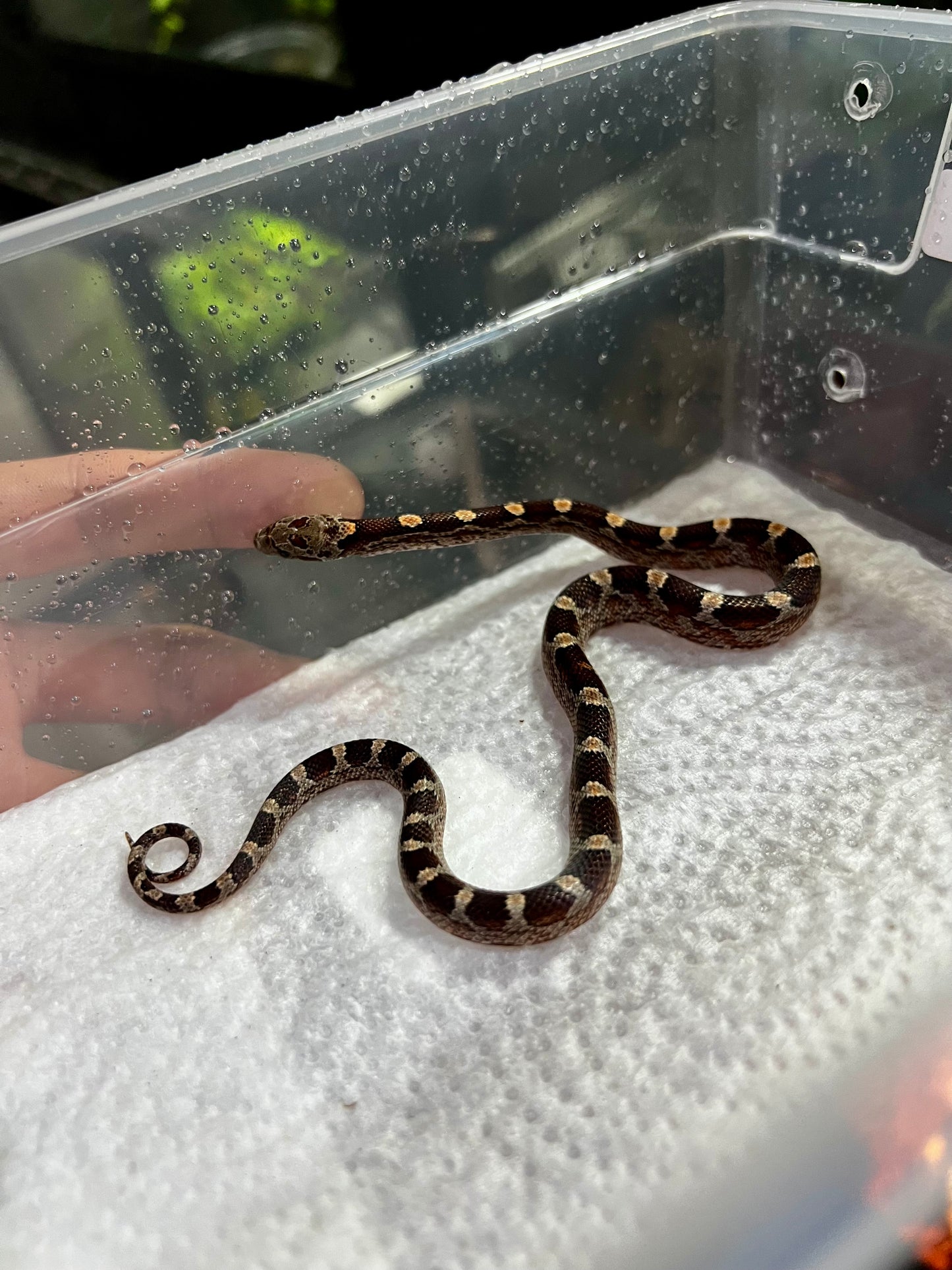 SERPIENTE MAICERA NOMINAL HEMBRA 19