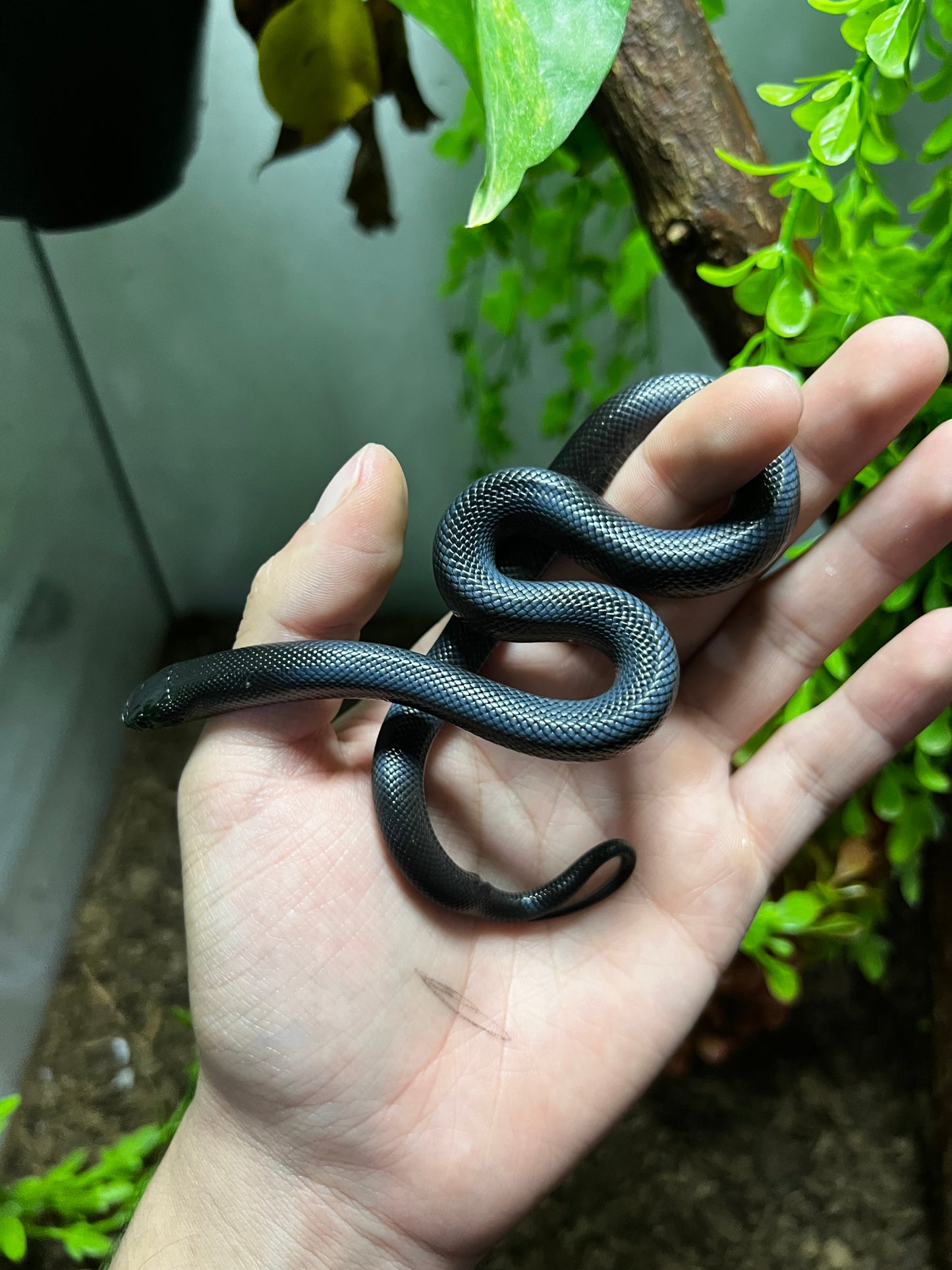 REY NEGRA MEXICANA MACHO 80