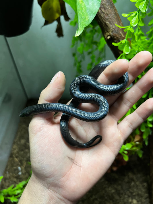 REY NEGRA MEXICANA MACHO 80