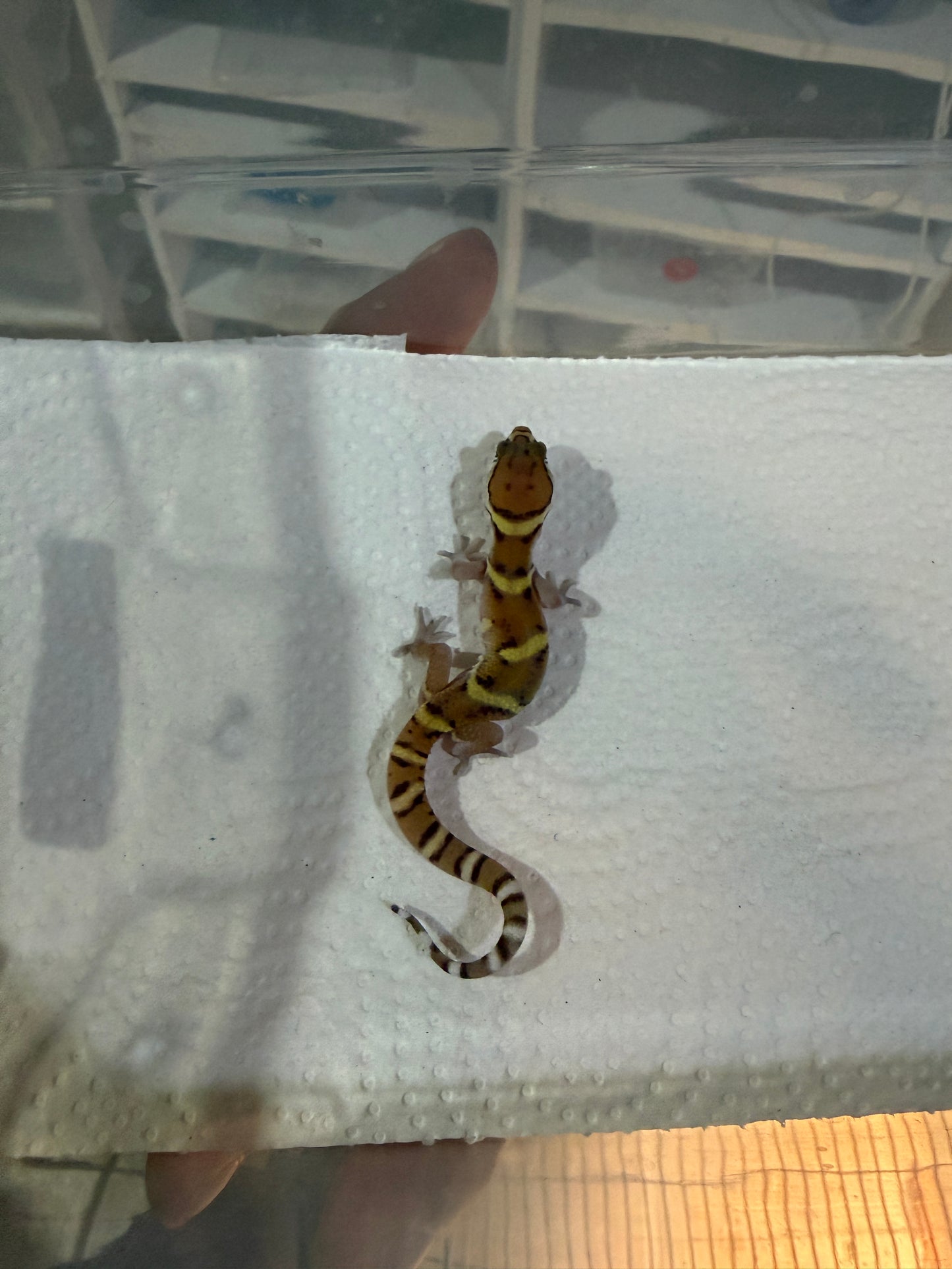 GECKO BANDEADO s/s (Coleonyx mitratus) 4