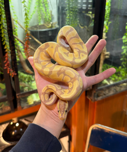 PITÓN BOLA BANANA ENCHI HET CLOWN macho