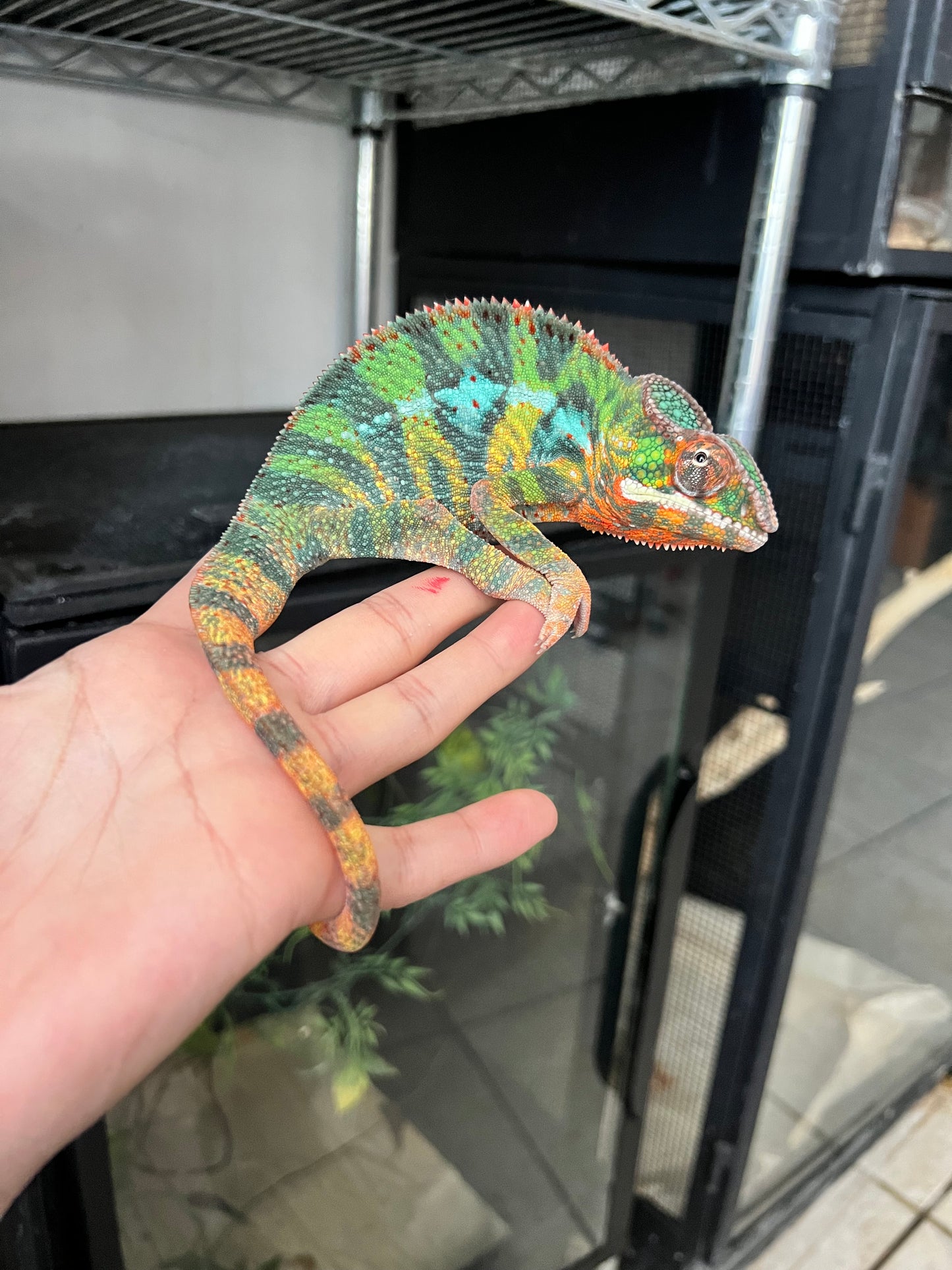 CAMALEÓN PANTERA RBBB