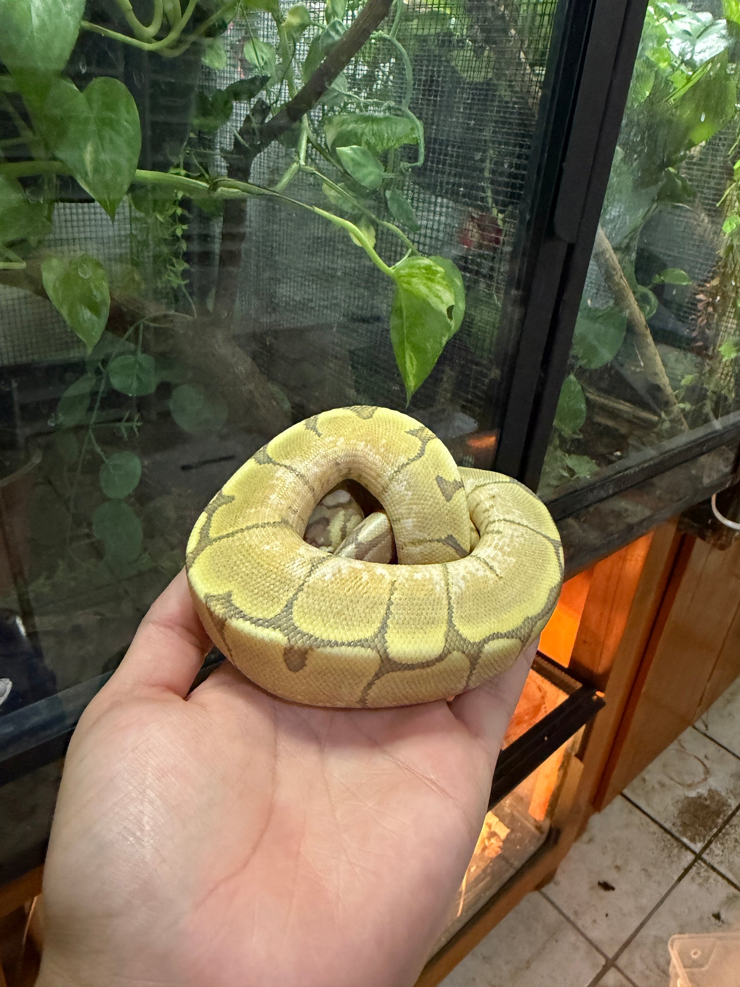 PITÓN BOLA SPIDER FIRE HYPO HEMBRA 3