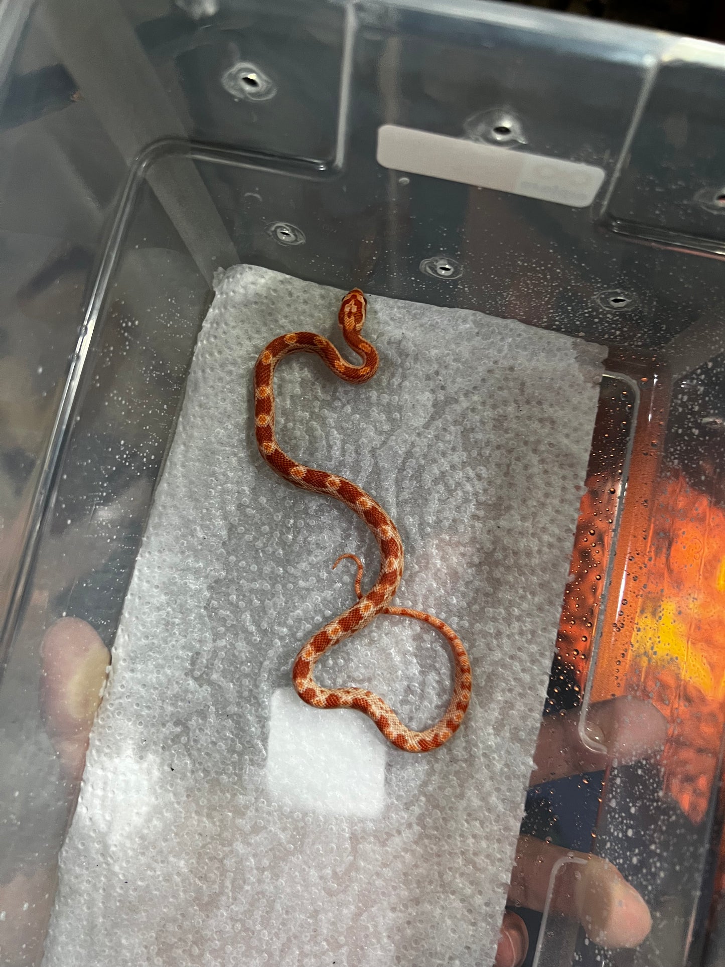 SERPIENTE MAICERA AMEL MACHO 37