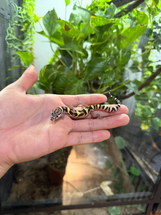 GECKO BANDEADO s/s (Coleonyx mitratus) 1