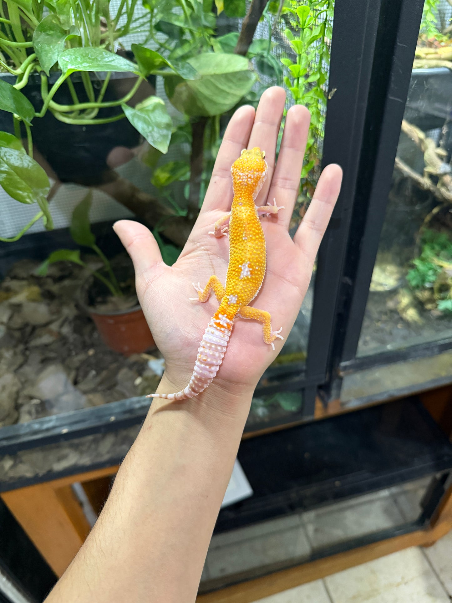 Gecko leopardo RAINWATER het MP PH ECLIPSE 24