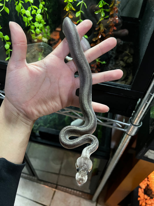 CINNAMON BLACK PASTEL MACHO 41