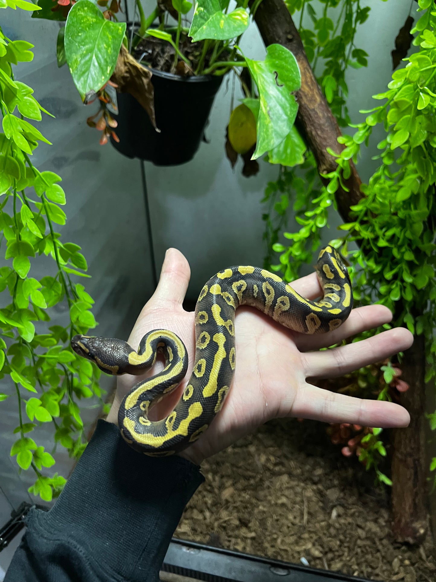 MOJAVE YB HET CLOWN MACHO 72