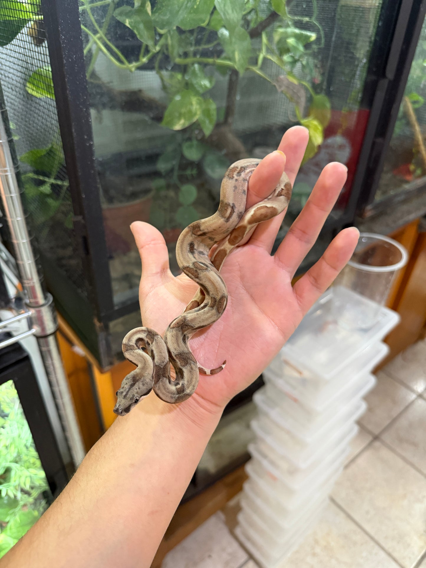 BOA COLOMBIANA Hypo poss
Super Hypo Het Anery 50%
Het Albino Khal Macho