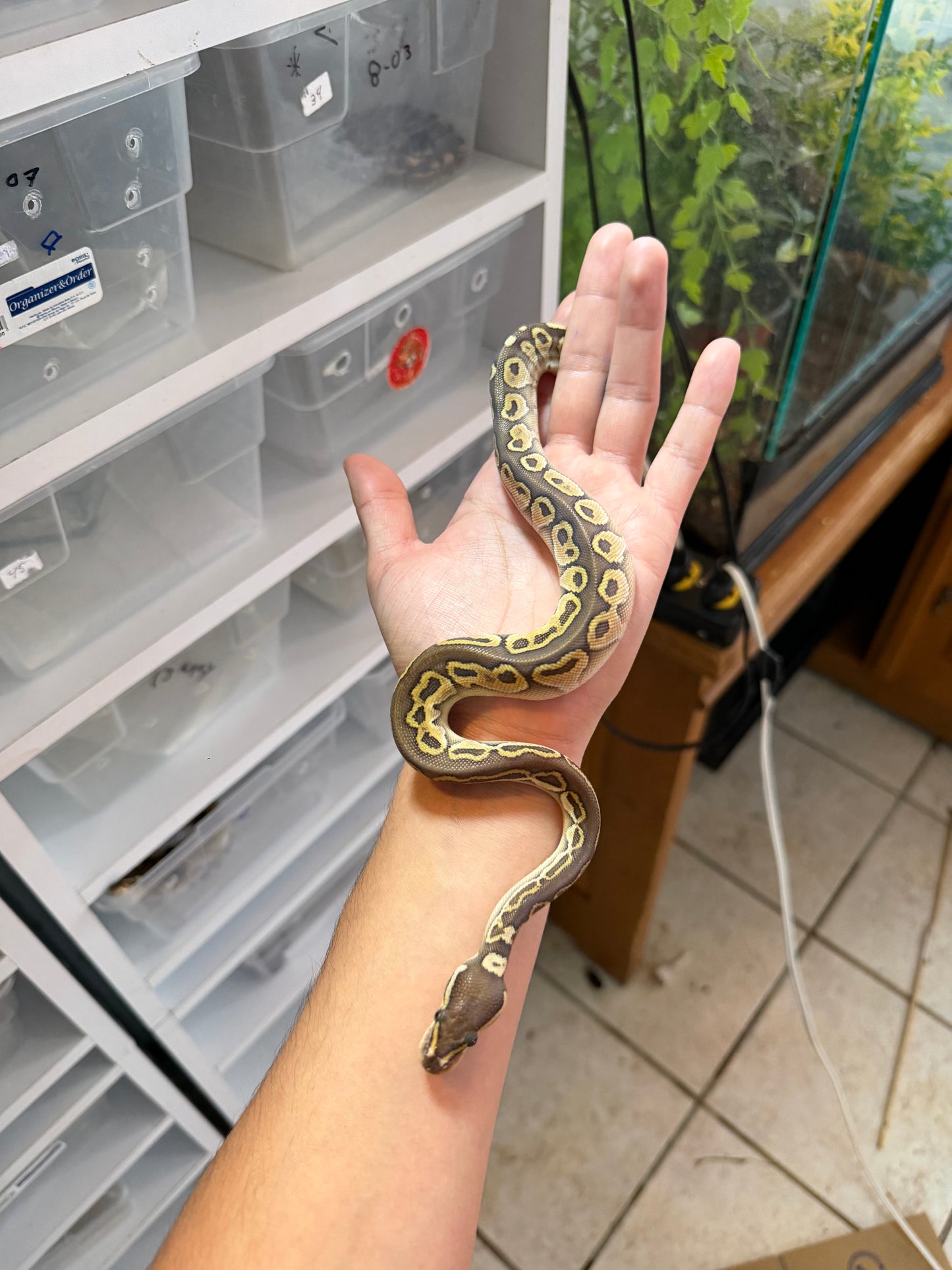 PITÓN BOLA LESSER HET AXANTHIC MACHO 4