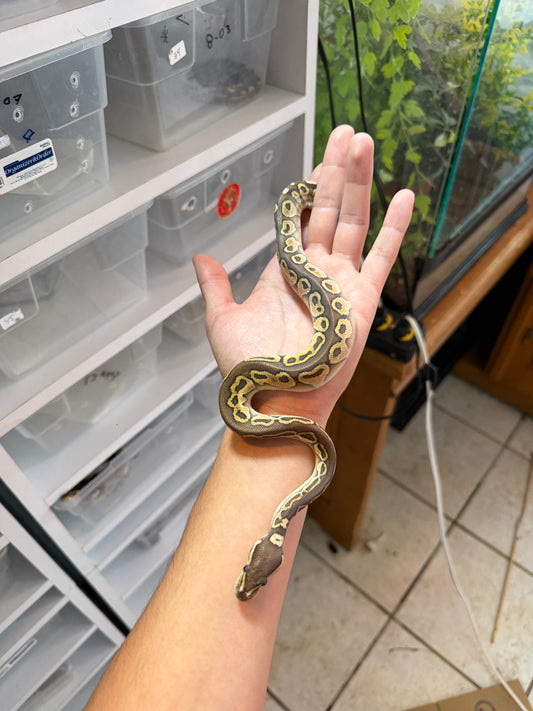PITÓN BOLA LESSER HET AXANTHIC MACHO 4