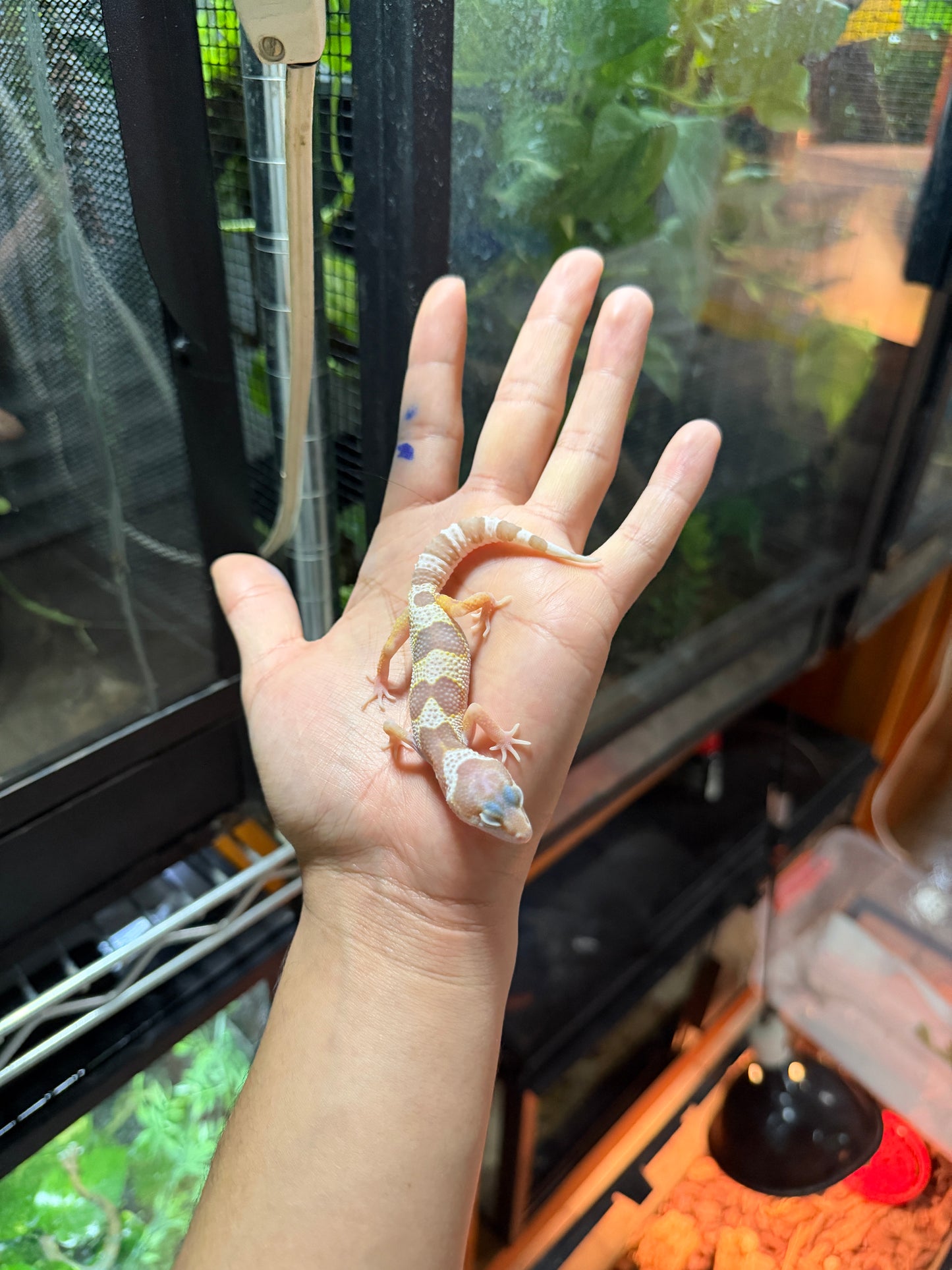 GECKO LEOPARDO MACK SNOW TREMPER TANGERINE 66