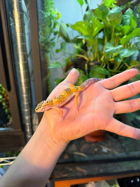 GECKO LEOPARDO HY 110