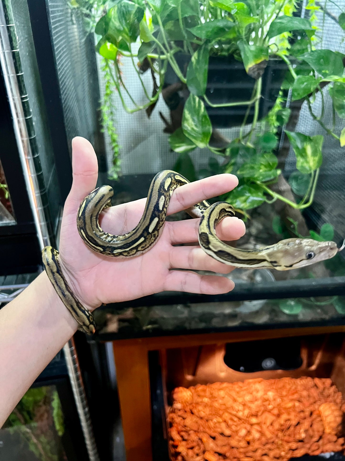 PITON RETICULADA TIGER 100% HET PIED HEMBRA 50cm aprox. 04-06
