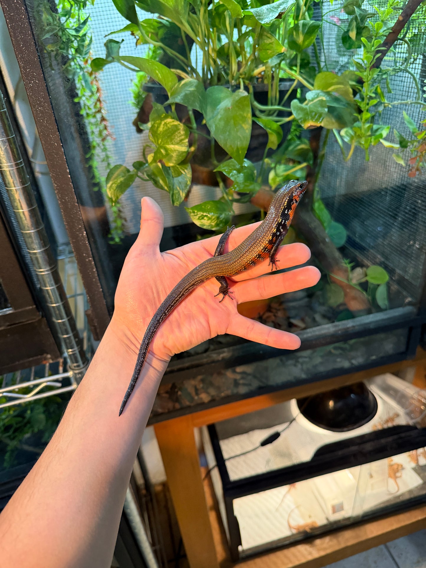 SKINK DE FUEGO 6199 NACIDO EN CAUTIVERIO CON APROVECHAMIENTO EMITIDO POR SEMARNAT